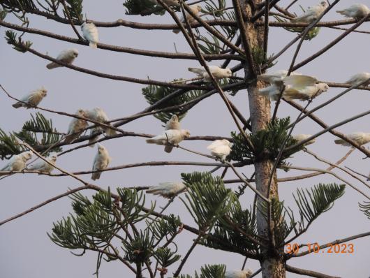 Lots of sulpur-crested cokatos